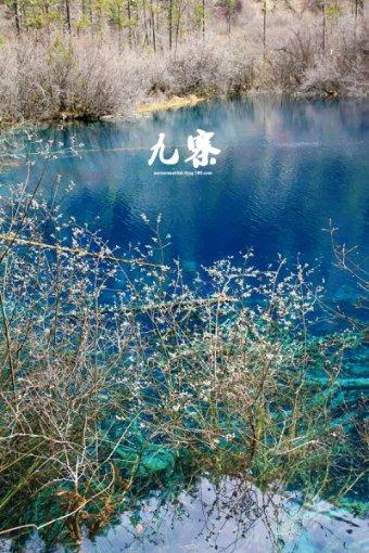 陕西铜川,朱鹮雪中起舞惹人爱